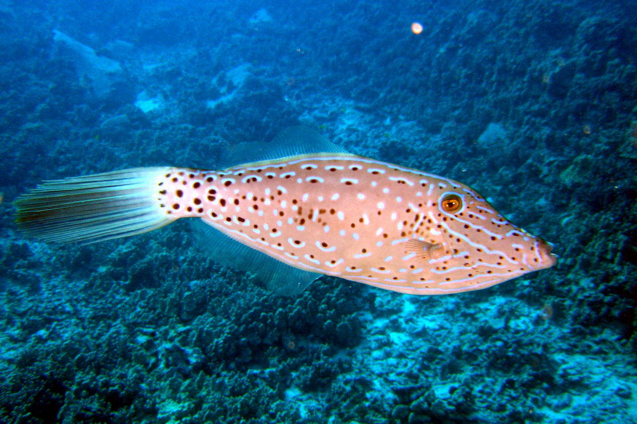 Aluterus scriptus (Pesce lima scarabocchiato)